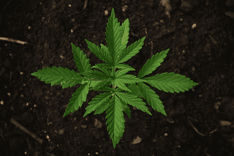 CBD produkty | Upinsmoke.cz